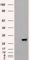 Apolipoprotein M antibody, CF500074, Origene, Western Blot image 