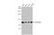 SWI/SNF Related, Matrix Associated, Actin Dependent Regulator Of Chromatin, Subfamily A Like 1 antibody, GTX109468, GeneTex, Western Blot image 