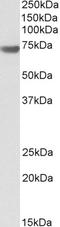 BCL2 Associated Athanogene 3 antibody, LS-B10292, Lifespan Biosciences, Western Blot image 