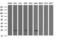 RING1 And YY1 Binding Protein antibody, LS-C787111, Lifespan Biosciences, Western Blot image 