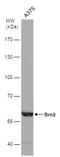 Brn-2 antibody, GTX114650, GeneTex, Western Blot image 