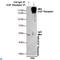 EGFR antibody, LS-C812957, Lifespan Biosciences, Immunoprecipitation image 