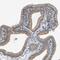 Presenilin Associated Rhomboid Like antibody, HPA019545, Atlas Antibodies, Immunohistochemistry paraffin image 