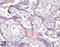 VPS41 Subunit Of HOPS Complex antibody, 46-586, ProSci, Enzyme Linked Immunosorbent Assay image 