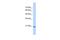 GINS Complex Subunit 2 antibody, PA5-42838, Invitrogen Antibodies, Western Blot image 