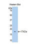 Fetuin B antibody, LS-C293865, Lifespan Biosciences, Western Blot image 