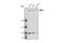 SMG1 antibody, 9592S, Cell Signaling Technology, Western Blot image 