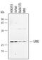 Growth Factor Receptor Bound Protein 2 antibody, AF3846, R&D Systems, Western Blot image 
