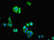 Cadherin 12 antibody, CSB-PA13109A0Rb, Cusabio, Immunofluorescence image 