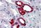 Ubiquitin C-Terminal Hydrolase L1 antibody, MBS243689, MyBioSource, Immunohistochemistry paraffin image 