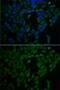 Neurofibromin 2 antibody, GTX54576, GeneTex, Immunofluorescence image 