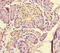 Mediator Complex Subunit 31 antibody, LS-C678625, Lifespan Biosciences, Immunohistochemistry paraffin image 