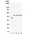 Interferon Regulatory Factor 2 antibody, R31965, NSJ Bioreagents, Western Blot image 