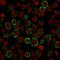 Sialophorin antibody, GTX02714, GeneTex, Immunocytochemistry image 