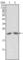 Apolipoprotein M antibody, abx010417, Abbexa, Western Blot image 