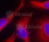 Protein Kinase D1 antibody, AP0151, ABclonal Technology, Immunofluorescence image 