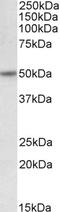 Sarcoglycan Delta antibody, 42-836, ProSci, Western Blot image 