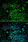 MYC Associated Factor X antibody, A2157, ABclonal Technology, Immunofluorescence image 
