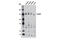 Myosin Phosphatase Rho Interacting Protein antibody, 11949S, Cell Signaling Technology, Western Blot image 