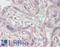 Adenosine Deaminase 2 antibody, LS-B11848, Lifespan Biosciences, Immunohistochemistry paraffin image 