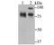 Interleukin Enhancer Binding Factor 3 antibody, NBP2-75540, Novus Biologicals, Western Blot image 