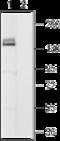 Hyperpolarization Activated Cyclic Nucleotide Gated Potassium Channel 4 antibody, GTX54825, GeneTex, Western Blot image 