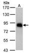 HNF1 Homeobox A antibody, NBP2-43652, Novus Biologicals, Western Blot image 
