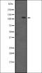 Serine/threonine-protein kinase D3 antibody, orb335484, Biorbyt, Western Blot image 