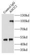 Activating Signal Cointegrator 1 Complex Subunit 2 antibody, FNab00628, FineTest, Immunoprecipitation image 