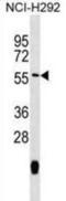 Mitochondrial Translation Release Factor 1 antibody, abx029553, Abbexa, Western Blot image 