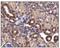 Solute Carrier Family 2 Member 4 antibody, NBP1-49533, Novus Biologicals, Immunohistochemistry paraffin image 