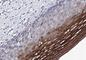 Acyl-CoA Oxidase 3, Pristanoyl antibody, NBP1-85900, Novus Biologicals, Immunohistochemistry frozen image 
