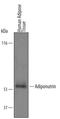 Patatin Like Phospholipase Domain Containing 3 antibody, AF5208, R&D Systems, Western Blot image 