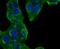 Golgi Membrane Protein 1 antibody, NBP2-66876, Novus Biologicals, Immunofluorescence image 