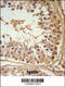 F-Box And Leucine Rich Repeat Protein 5 antibody, 63-931, ProSci, Immunohistochemistry paraffin image 