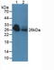 Adiponectin, C1Q And Collagen Domain Containing antibody, LS-C372584, Lifespan Biosciences, Western Blot image 