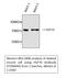 Heat Shock Protein Family A (Hsp70) Member 1 Like antibody, STJ96944, St John
