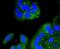 NFKB Inhibitor Alpha antibody, NBP2-67369, Novus Biologicals, Immunofluorescence image 