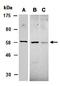 Suppressor Of Cytokine Signaling 7 antibody, orb67266, Biorbyt, Western Blot image 