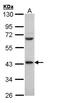 Poly(RC) Binding Protein 2 antibody, NBP1-31154, Novus Biologicals, Western Blot image 