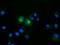 Follicle Stimulating Hormone Subunit Beta antibody, NBP2-02909, Novus Biologicals, Immunocytochemistry image 