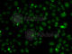 NSL1 Component Of MIS12 Kinetochore Complex antibody, A7089, ABclonal Technology, Immunofluorescence image 