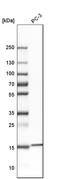 Ribosomal Protein S19 Binding Protein 1 antibody, HPA042874, Atlas Antibodies, Western Blot image 