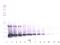 KIT Ligand antibody, XP-5264, ProSci, Western Blot image 
