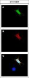 GFP antibody, GTX113617, GeneTex, Immunocytochemistry image 