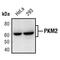 Pyruvate Kinase M1/2 antibody, PA5-17414, Invitrogen Antibodies, Western Blot image 