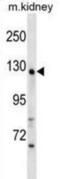 WD Repeat Domain 64 antibody, abx030805, Abbexa, Western Blot image 