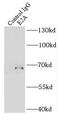 Transcription Factor 3 antibody, FNab02599, FineTest, Immunoprecipitation image 