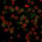 CD6 Molecule antibody, GTX34535, GeneTex, Immunofluorescence image 