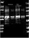 Protein A antibody, orb344383, Biorbyt, Western Blot image 